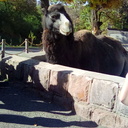 photo thumbnail