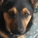 Это Николас, он ещё щенок. Он беспородный, но очень весёлый милый и я его очень люблю. Но разве можно не любить такую прелесть.