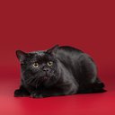 Хочу рассказать о котике по имени Жануэль, а короткое его имя (Жан)Ему 2 года,он породистый "Британец" ,он клубный котик,он участвует на выставках кошек ,дважды побеждал и занимал призовые места,стал чемпионом среди своей породы.Он очень добрый и ласковый котик,он очень любит сладкое ,а особенно шоколад,любит кушать сметану ,засохшие листья растений совсем чуть чуть , это его такая особенность )он очень активный ,любит побегать по квартире со своим другом (собачкой по кличке Рэди).Мы его очень любим! Фото сделано на выставке кошек.