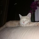 Мой Кот работа Максима Решетникова