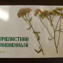 У тысячелистника красивые соцветия и не менее красивые листочки.