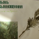 А вот эту полынь очень удобно связать в веник и подмести им двор.