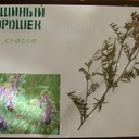 Плоды мышиного горошка действительно как маленький горошек  для мышек.