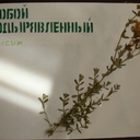 Зверобой продырявленный-лекарственное растение, но пользоваться им нужно с осторожностью.