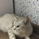 У меня есть кошка. Ее зовут Мурка. Она красивая и любит мурлыкать. Она среднего размера и беременная. Мурка появилась так: ходила по огороду и мяукала. Мы ее взяли домой. Кстати, это было зимой.