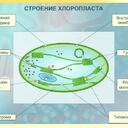 Амалия Барканова Биология 6 класс