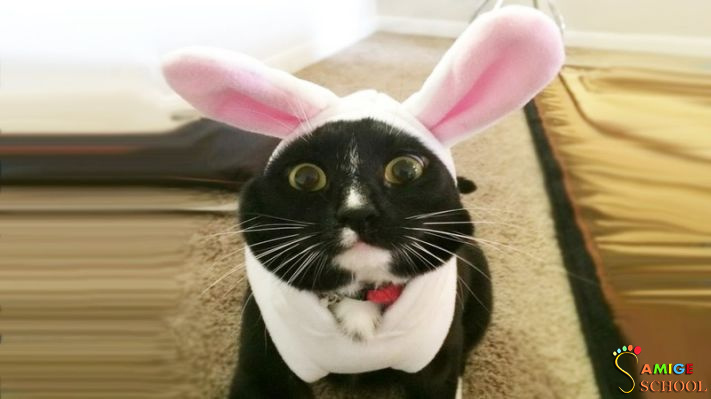 Котик-кролик :-) .