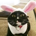 Котик-кролик :-) .
