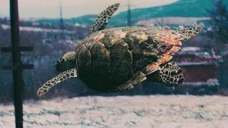 Adobe After Effects - Testing